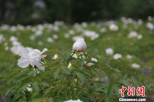 青海高原鲜见油用牡丹开出“致富花”