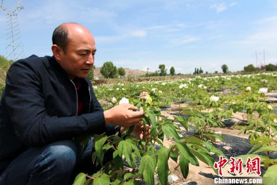 青海高原鲜见油用牡丹开出“致富花”