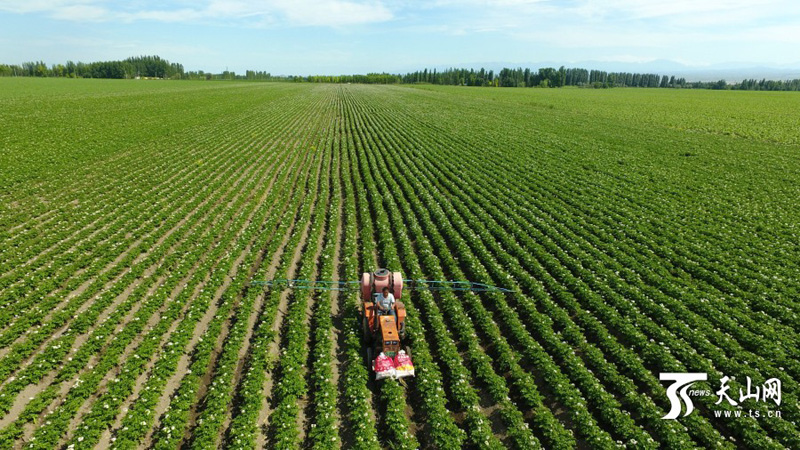 新疆博州推动种植业供给侧结构性改革