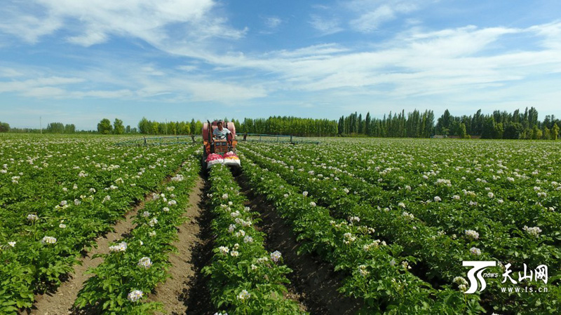 新疆博州推动种植业供给侧结构性改革