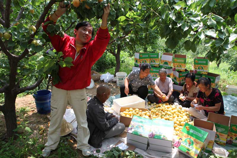 山西繁峙:打好农业特色牌 铺就农民致富路