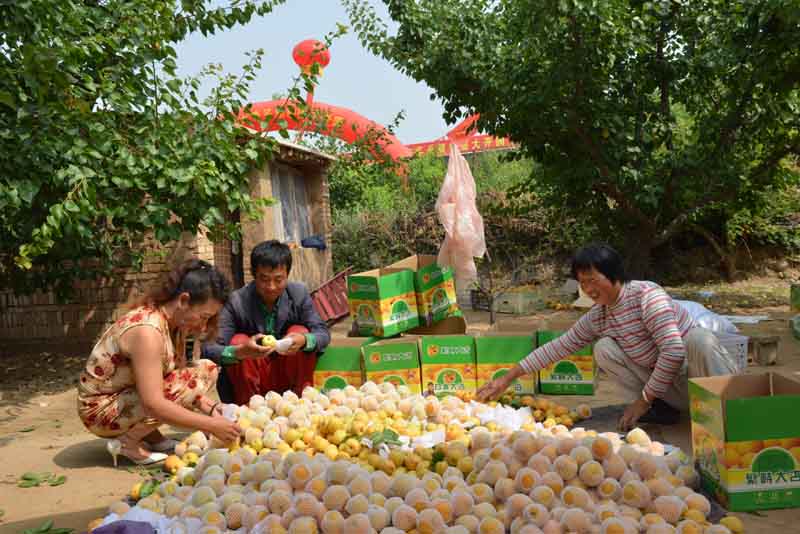 山西繁峙:打好农业特色牌 铺就农民致富路