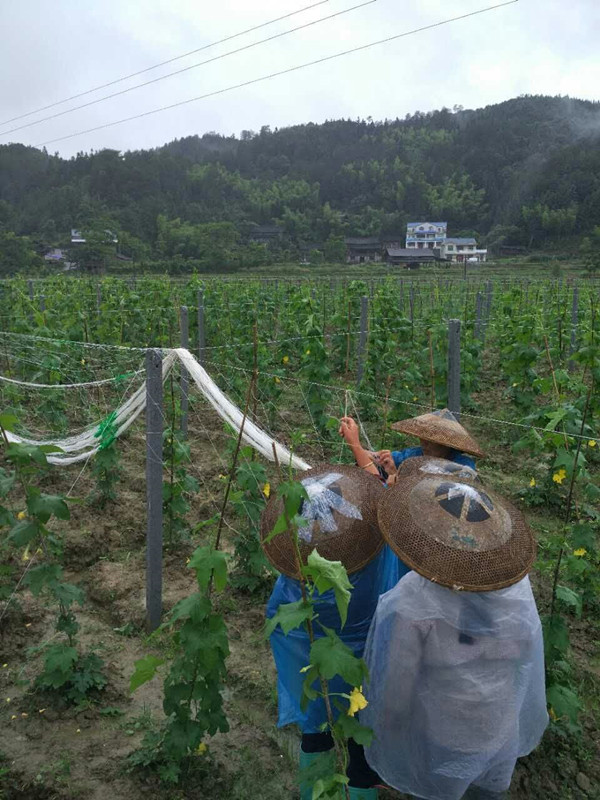 ͨũýϲҵƶĿʵʩЧ