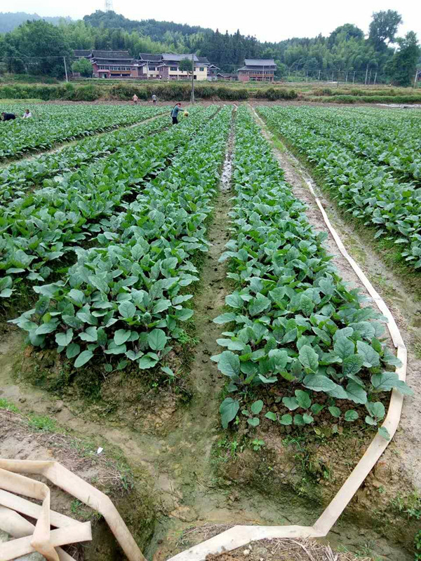 ͨũýϲҵƶĿʵʩЧ