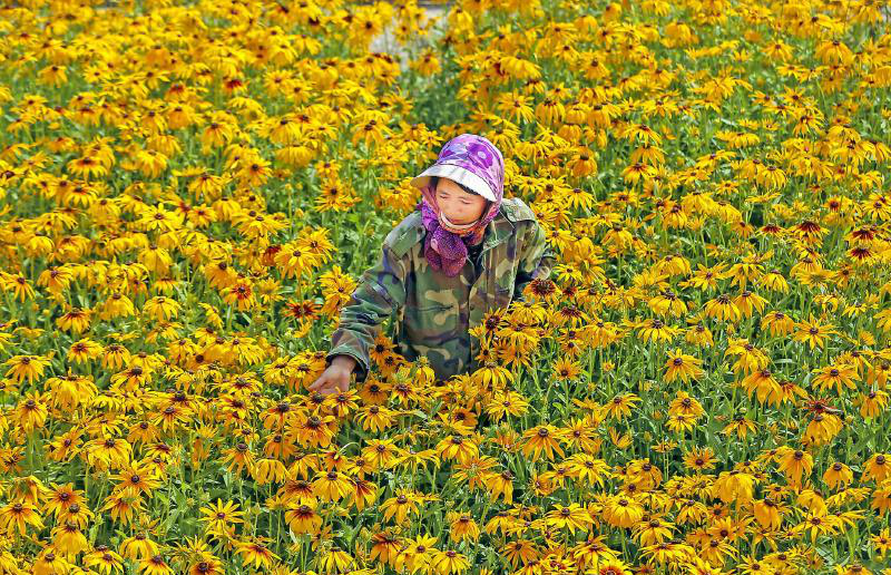 新疆博乐市合作社助农增收