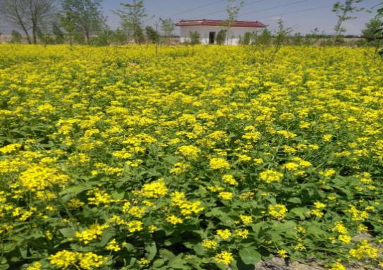 甘肃兰州西固区探索“油菜花+旅游”产业模式打造观光农业