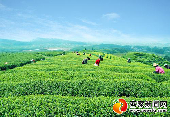 江西上犹:茶香富农生态好 乡村旅游促增收