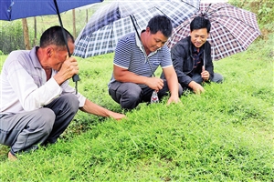 云南龙陵县:盘活新兴产业 带富一方百姓