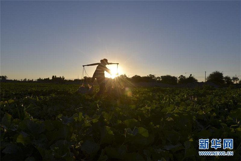 新疆哈密伊州区戈壁“瓜客”