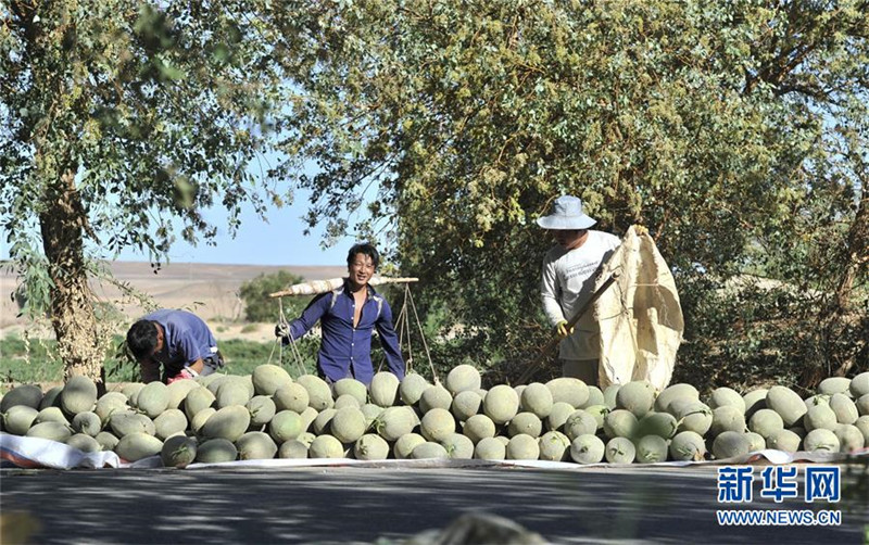 新疆哈密伊州区戈壁“瓜客”