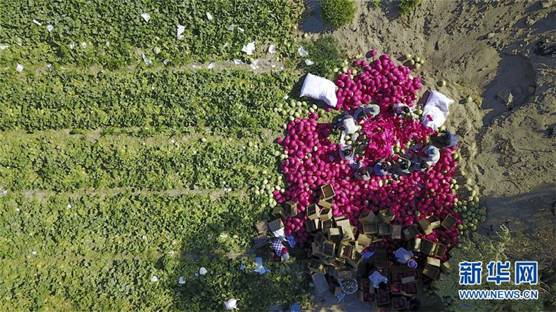 新疆哈密伊州区戈壁“瓜客”