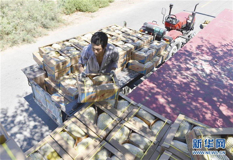 新疆哈密伊州区戈壁“瓜客”