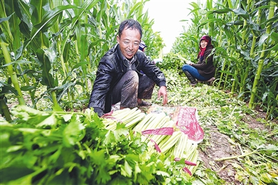 宁夏贺兰县:西芹喜获丰收