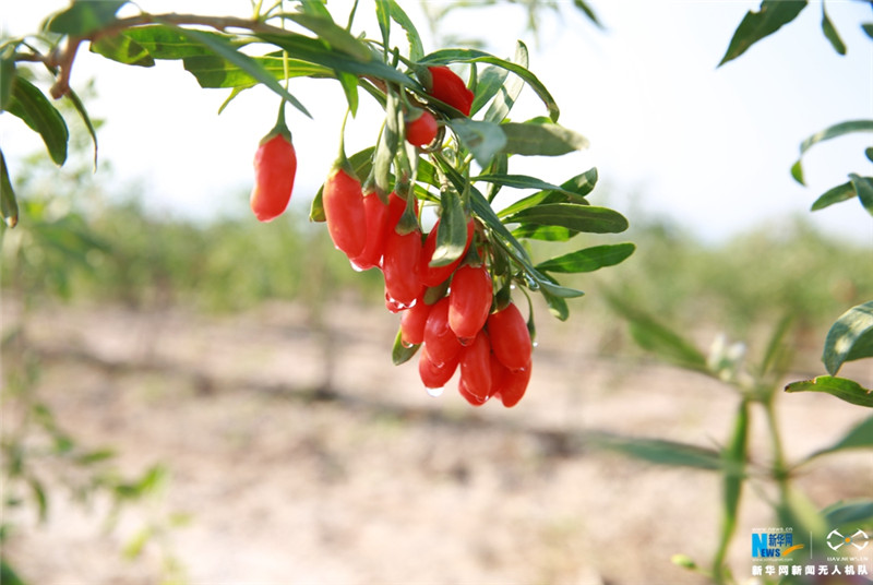 �������ӭ����ժ��