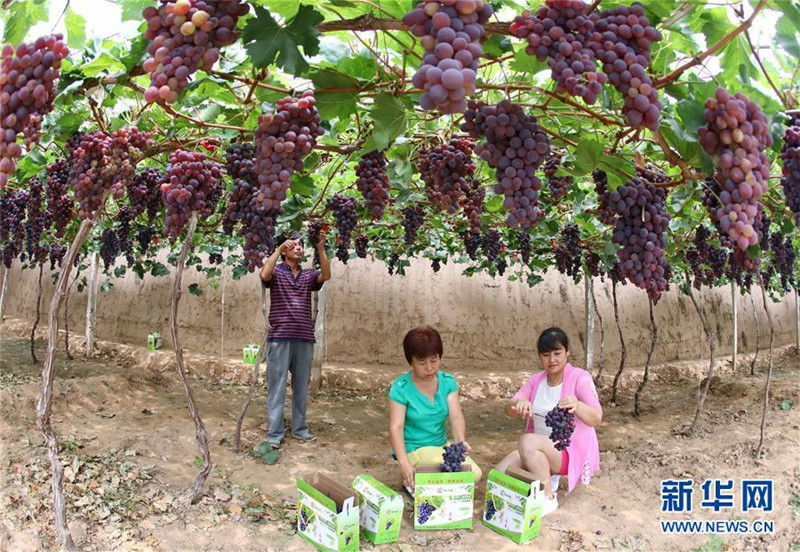 河北怀来:葡萄飘香惠农家