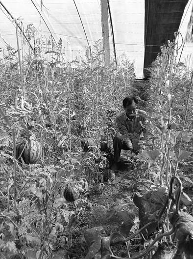 青海海东市:富硒果蔬种植成平安农民增收的新渠道