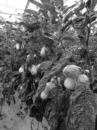 青海海东市:富硒果蔬种植成平安农民增收的新渠道