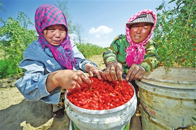 宁夏银川贺兰山下枸杞红