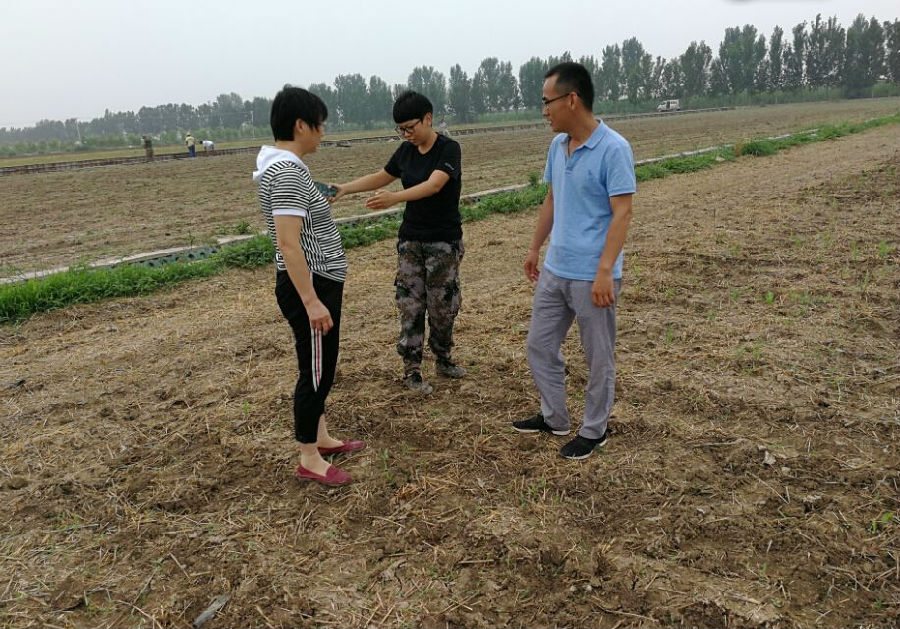 天津:市土肥站技术科认真做好肥料利用率试验