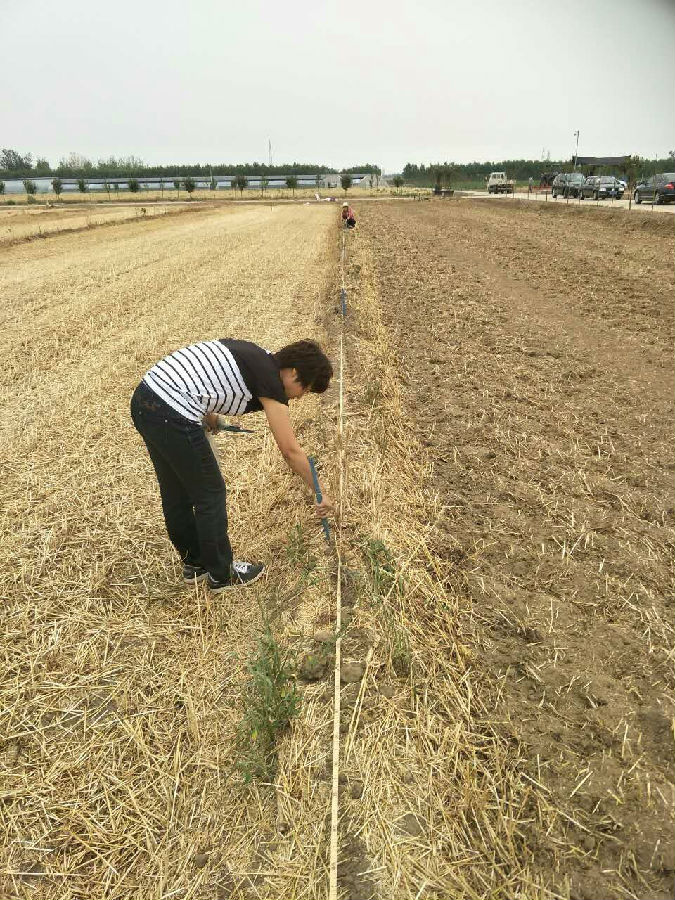 天津:市土肥站技术科认真做好肥料利用率试验