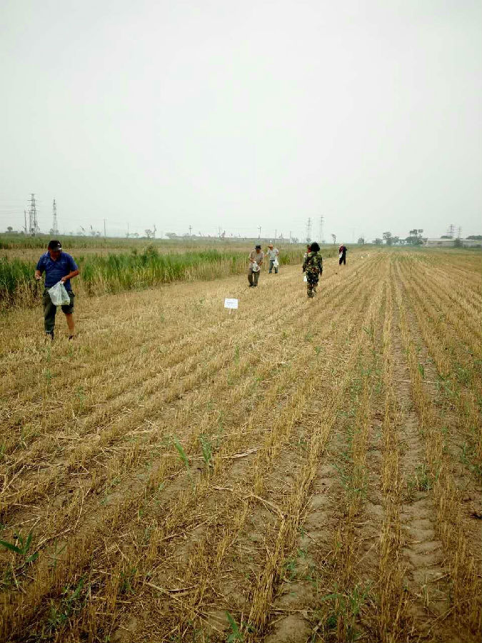 天津:市土肥站技术科认真做好肥料利用率试验