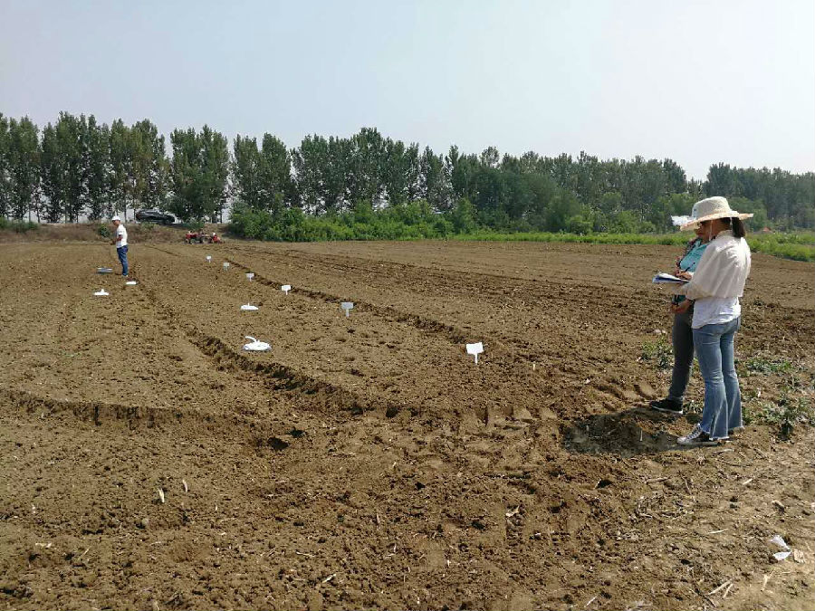 天津:市土肥站技术科认真做好肥料利用率试验