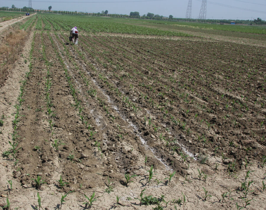 天津:市土肥站技术科认真做好肥料利用率试验