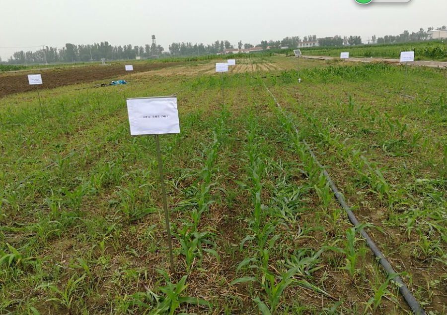 天津:市土肥站技术科认真做好肥料利用率试验