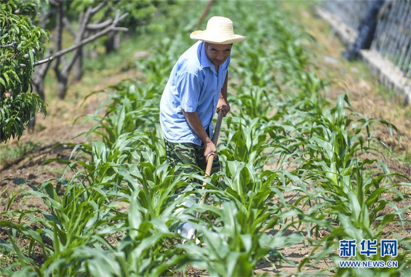 河北廊坊:小暑时节农事忙