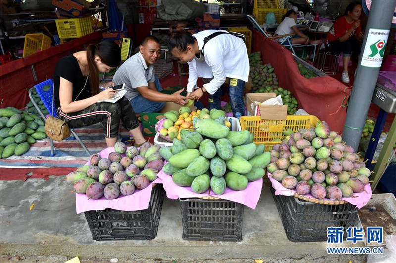 广西百色芒果大批量上市