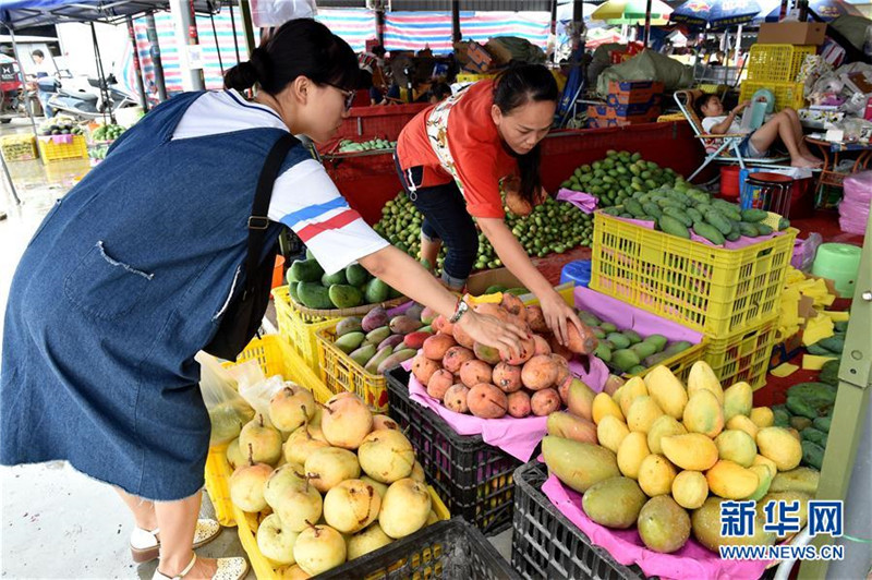 广西百色芒果大批量上市