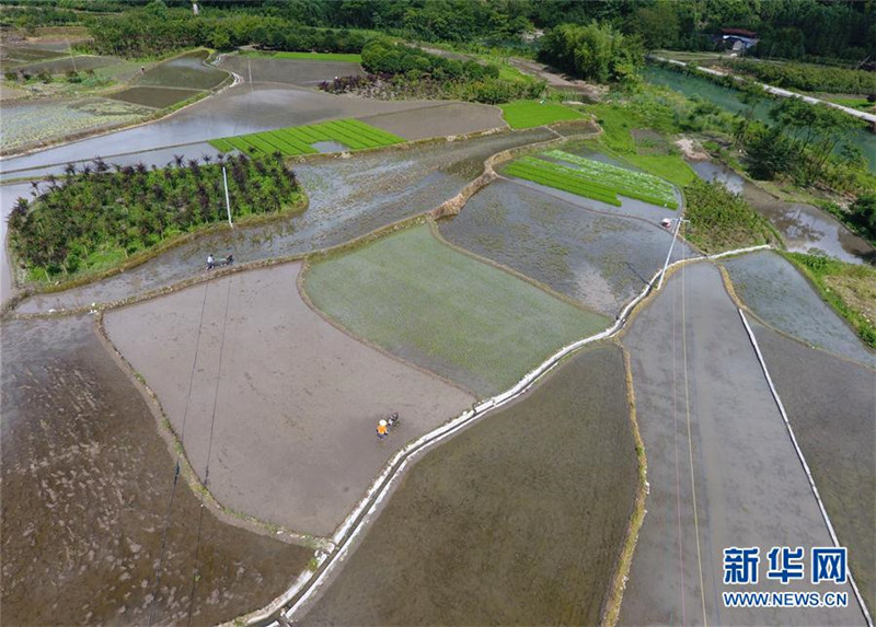 “桂北粮仓”:富硒米产业让留守儿童找回妈妈