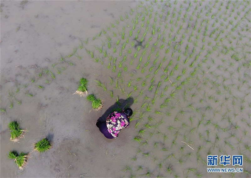 “桂北粮仓”:富硒米产业让留守儿童找回妈妈