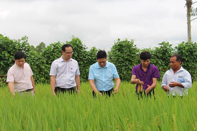 广东惠州:2017年全市早造水稻优新品种现场观摩会在龙门县召开