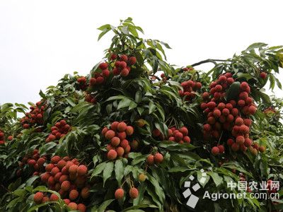 四川泸州海潮镇:荔枝红了 果农笑了