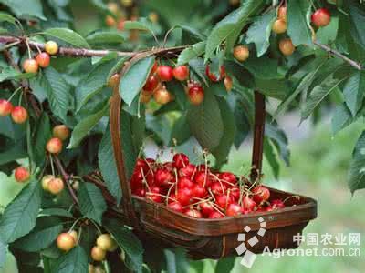 四川雅安汉源樱桃大丰收 果农笑开颜