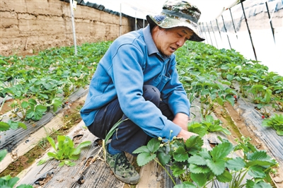 西藏拉萨:特色农业结出“致富果”