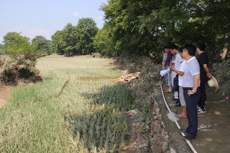 湖南:洪灾后如何快速恢复粮食生产