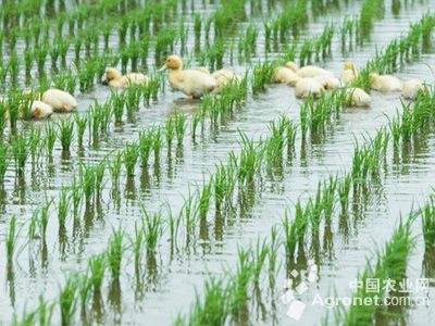 辽宁绥化庆安:稻鸭共育兆丰年