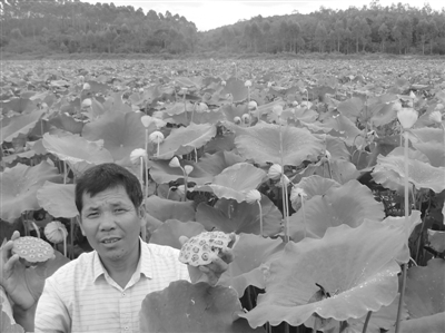 风过荷香农民笑 广东廉江市龙潭村花莲基地莲蓬正当令