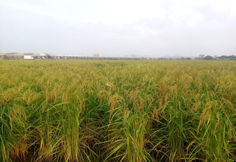 㶫ݸ÷ɳũҵ԰200ĶˮѮո