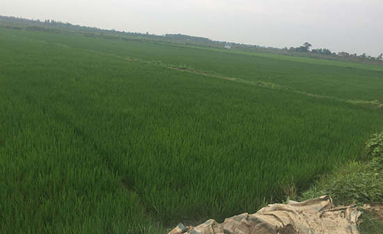 湖北应城市陈河镇大力发展“一高三新”农业 助力农业提质农民增收