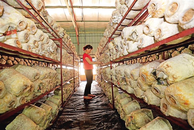 海南屯昌县:生态循环农业如何转起来