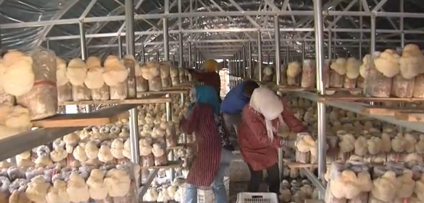 黑龙江:海林市春猴头喜获丰收菌农忙采收