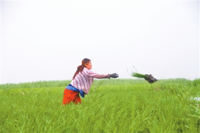 内蒙古赤峰:技术创新 增产增收