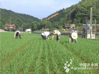 黑龙江:齐齐哈尔风吹稻浪舞泰来稻农忙