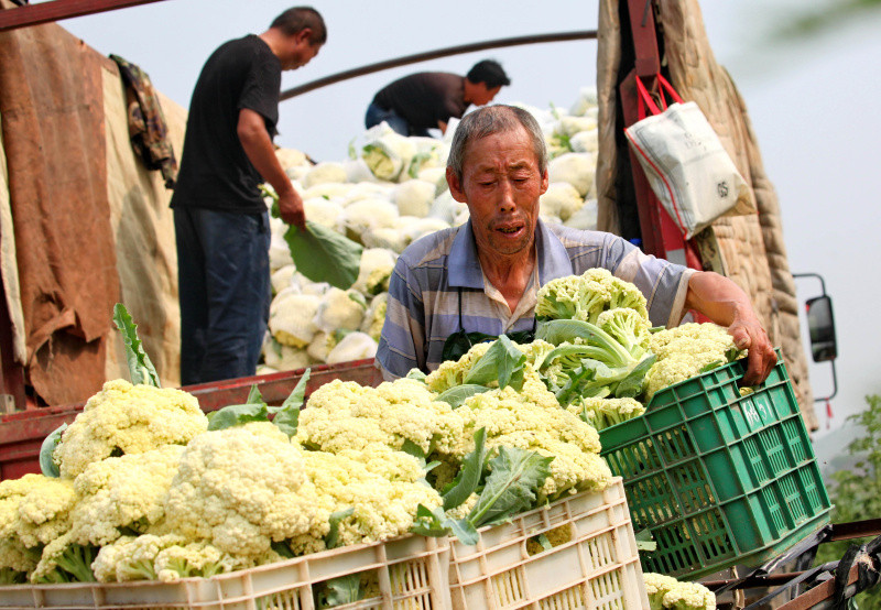 河北赤城打造首都蔬菜供应基地