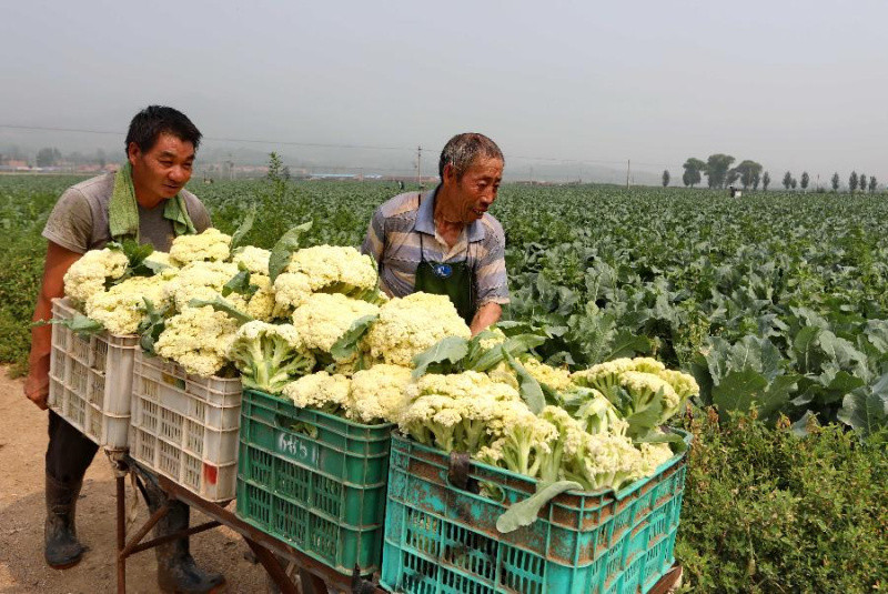 河北赤城打造首都蔬菜供应基地