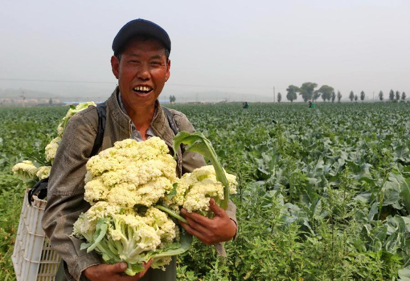 河北赤城打造首都蔬菜供应基地