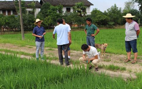 湖南慈利县种子管理局积极开展水稻制种基地监管工作